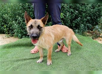 Donovan, Mix Terrier / Podengo  , lieb und verträglich