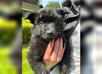 Schäferhund Australian Shepherd Mischlings Rüden 9 Wochen Welpen