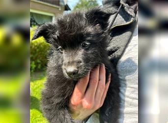 Schäferhund Australian Shepherd Mischlings Rüden 9 Wochen Welpen