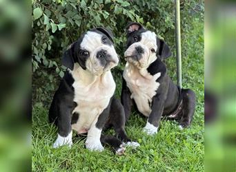 Noch zwei süße New English Bulldog Welpen Hündinnen