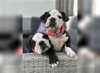 Nur noch 1 New English Bulldog Welpe Hündinnen