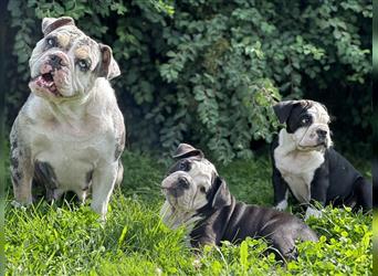 Noch zwei süße New English Bulldog Welpen Hündinnen