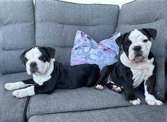 Noch zwei süße New English Bulldog Welpen Hündinnen