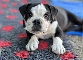 Nur noch 1 New English Bulldog Welpe Hündinnen