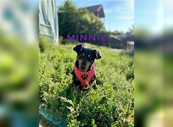 Minnie - ruhige, zurückhaltende, freundliche Deutscher Pinscher Hündin / z.Zt. noch in Rumänien