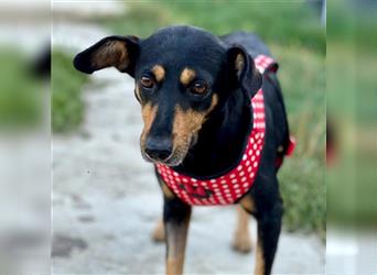 Minnie - ruhige, zurückhaltende, freundliche Deutscher Pinscher Hündin / z.Zt. noch in Rumänien