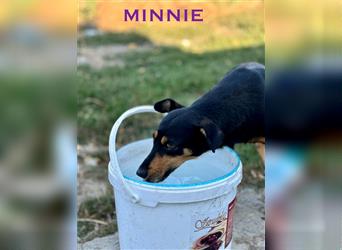 Minnie - ruhige, zurückhaltende, freundliche Deutscher Pinscher Hündin / z.Zt. noch in Rumänien