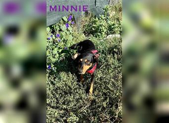 Minnie - ruhige, zurückhaltende, freundliche Deutscher Pinscher Hündin / z.Zt. noch in Rumänien