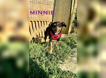 Minnie - ruhige, zurückhaltende, freundliche Deutscher Pinscher Hündin / z.Zt. noch in Rumänien