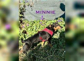 Minnie - ruhige, zurückhaltende, freundliche Deutscher Pinscher Hündin / z.Zt. noch in Rumänien