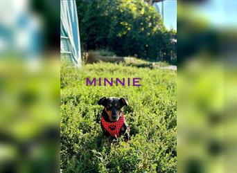 Minnie - ruhige, zurückhaltende, freundliche Deutscher Pinscher Hündin / z.Zt. noch in Rumänien