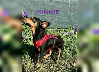 Minnie - ruhige, zurückhaltende, freundliche Deutscher Pinscher Hündin / z.Zt. noch in Rumänien