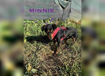 Minnie - ruhige, zurückhaltende, freundliche Deutscher Pinscher Hündin / z.Zt. noch in Rumänien