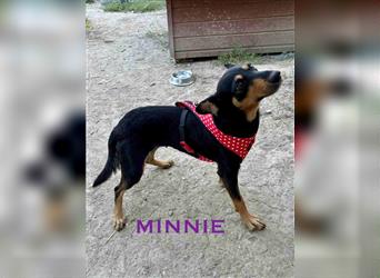 Minnie - ruhige, zurückhaltende, freundliche Deutscher Pinscher Hündin / z.Zt. noch in Rumänien