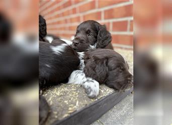 Kleine Münsterländer Welpen