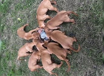 Magyar vizsla Welpen 3 Hündinnen und 2 rüde