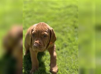 Magyar vizsla Welpen 3 Hündinnen und 2 rüde