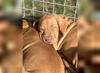 Magyar vizsla Welpen 3 Hündinnen und 2 rüde