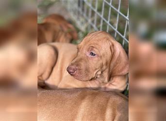 Magyar vizsla Welpen 3 Hündinnen und 2 rüde