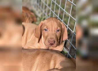 Magyar vizsla Welpen 3 Hündinnen und 2 rüde