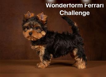 Exklusiver Reinrassiger Yorkshire Terrier Welpe Junge (Show-Class Hund)