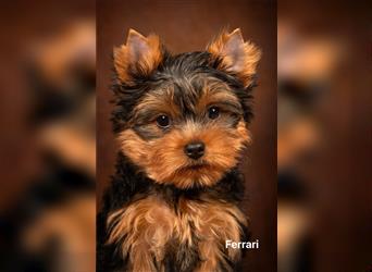 Exklusiver Reinrassiger Yorkshire Terrier Welpe Junge (Show-Class Hund)