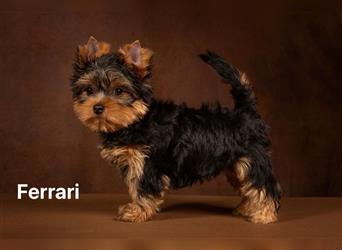 Exklusiver Reinrassiger Yorkshire Terrier Welpe Junge (Show-Class Hund)