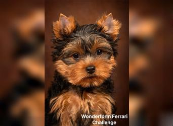 Exklusiver Reinrassiger Yorkshire Terrier Welpe Junge (Show-Class Hund)