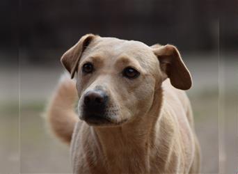 Sarah - Kluge, zurückhaltende Hundedame