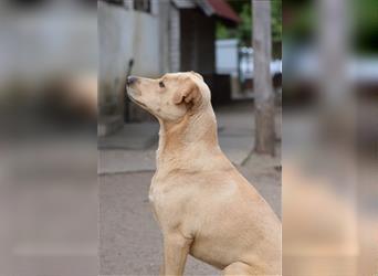 Sarah - Kluge, zurückhaltende Hundedame