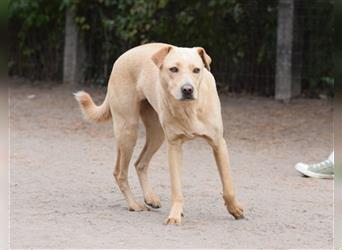 Sarah - Kluge, zurückhaltende Hundedame