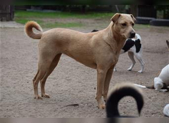 Sarah - Kluge, zurückhaltende Hundedame