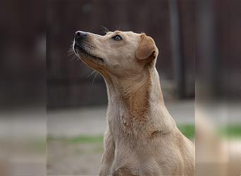 Sarah - Kluge, zurückhaltende Hundedame