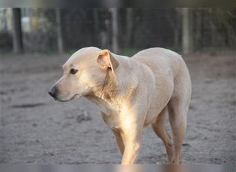 Sarah - Kluge, zurückhaltende Hundedame