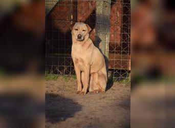 Sarah - Kluge, zurückhaltende Hundedame