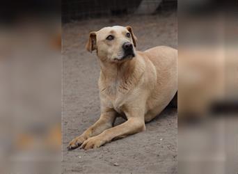 Sarah - Kluge, zurückhaltende Hundedame