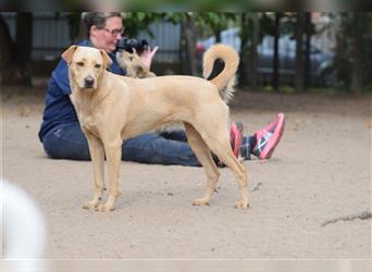 Sarah - Kluge, zurückhaltende Hundedame