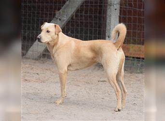 Sarah - Kluge, zurückhaltende Hundedame