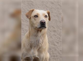 Sarah - Kluge, zurückhaltende Hundedame