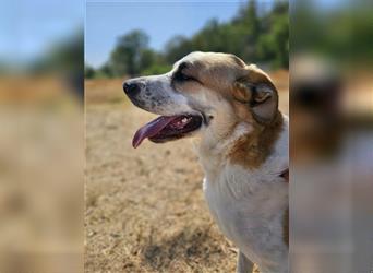 Benson (Spanien) – ein liebevoller Familienhund