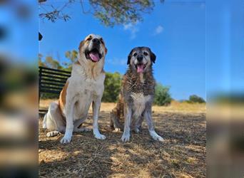 Benson (Spanien) – ein liebevoller Familienhund