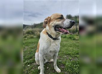 Benson (Spanien) – ein liebevoller Familienhund