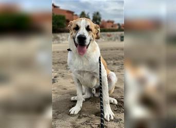 Benson (Spanien) – ein liebevoller Familienhund