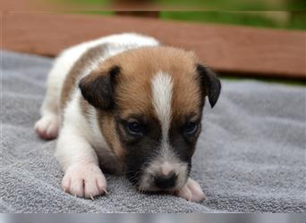 Jack Russell Welpen (tricolor)