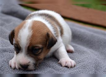 Jack Russell Welpen (tricolor)