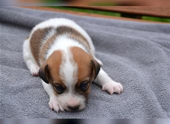 Jack Russell Welpen (tricolor)