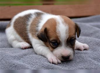 Jack Russell Welpen (tricolor)