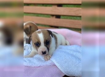 Jack Russell Welpen (tricolor)