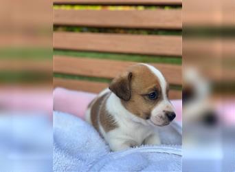 Jack Russell Welpen (tricolor)