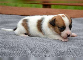 Jack Russell Welpen (tricolor)